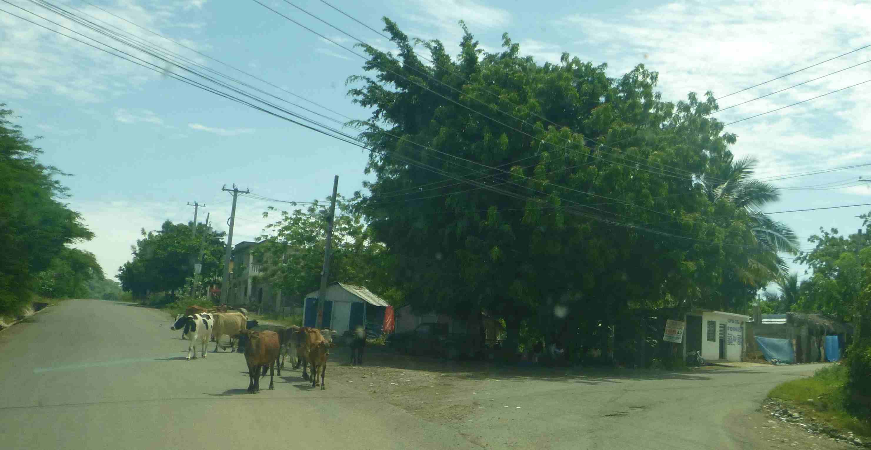 2022-05-18 DR cows.jpg